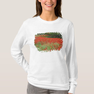Feld mit Hybridmohnblumen bepflanzt entlang T-Shirt
