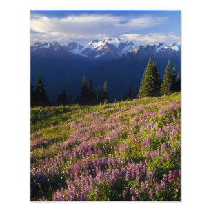 Feld mit Lupinen, Mt. Olympus und Wolken bei Fotodruck