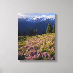 Feld mit Lupinen, Mt. Olympus und Wolken bei Leinwanddruck