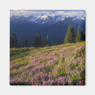 Feld mit Lupinen, Mt. Olympus und Wolken bei Magnet