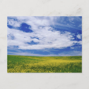 Feld mit Raps- oder Senfblumen, Palouse Postkarte