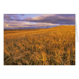 Feld mit reifender Gerste entlang der Rocky Mounta