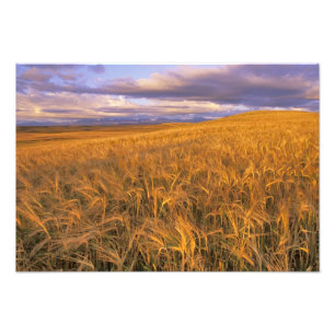 Feld mit reifender Gerste entlang der Rocky Mounta Fotodruck