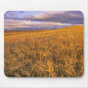 Feld mit reifender Gerste entlang der Rocky Mounta Mousepad