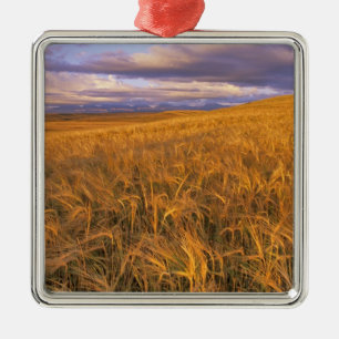 Feld mit reifender Gerste entlang der Rocky Mounta Ornament Aus Metall