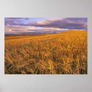 Feld mit reifender Gerste entlang der Rocky Mounta Poster
