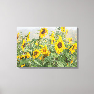 Feld mit riesigen leuchtend gelben Sonnenblumen Leinwanddruck