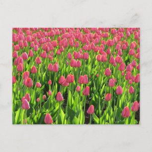Feld mit rosa Tulpen Postkarte