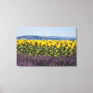 Feld mit Sonnenblumen und Lavendelb�umen, Leinwanddruck