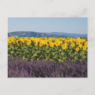 Feld mit Sonnenblumen und Lavendelbüten, Postkarte