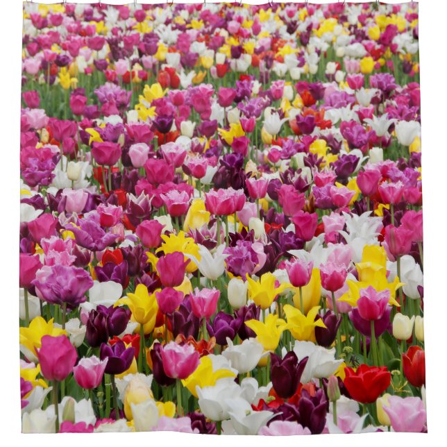 Feld mit Tulpen Duschvorhang (Vorderseite)