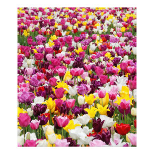 Feld mit Tulpen Fotodruck