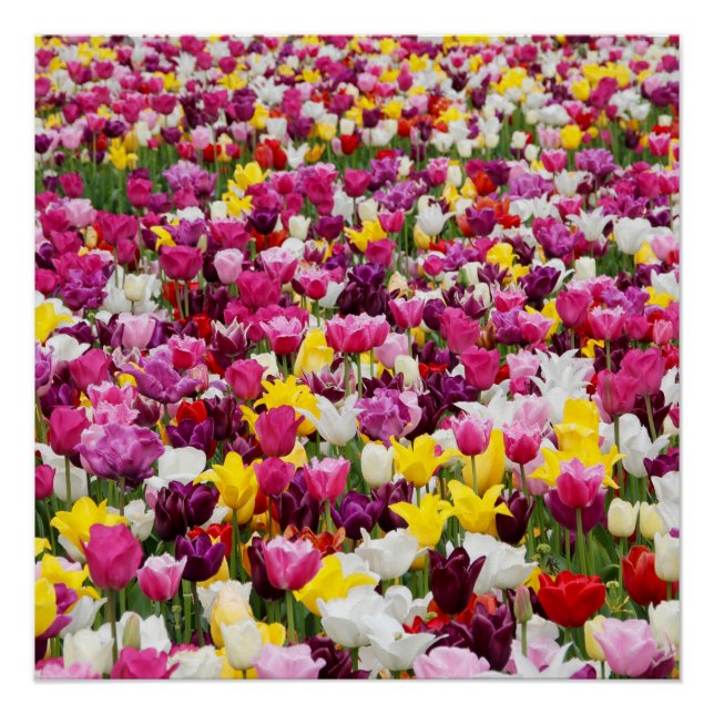 Feld mit Tulpen Poster (Vorderseite)