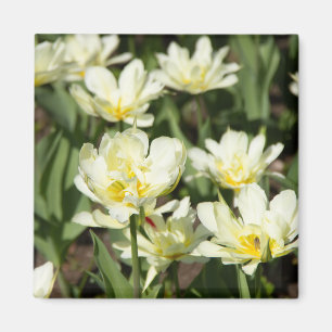 Feld mit weißen Tulpen Foto Magnet