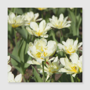 Feld mit weißen Tulpen Foto Magnetkarte