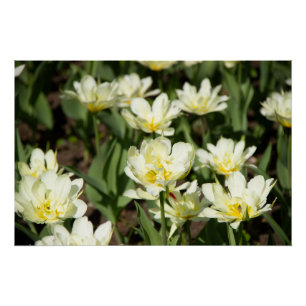 Feld mit weißen Tulpen Foto Poster