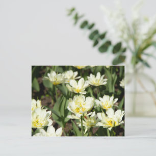 Feld mit weißen Tulpen Foto Postkarte
