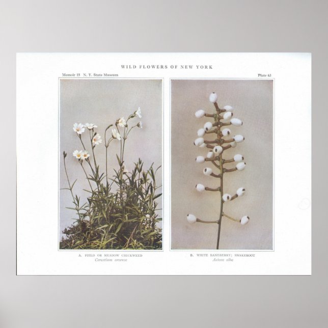 Feld- oder Wiesenkichtenkraut - Cerastium arvene Poster (Vorne)