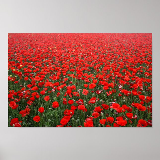 Feld roter Mohnblumen Poster (Vorne)