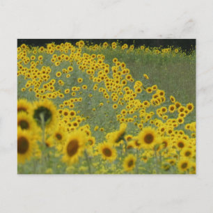 Feld Sonnenblumen bei der Reihe DIY Postkarte