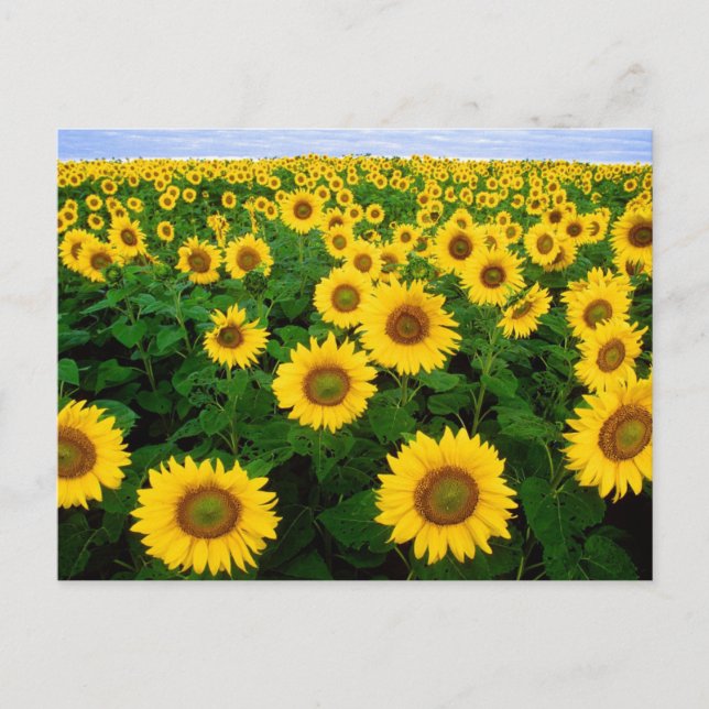Feld Sonnenblumen Postkarte (Vorderseite)