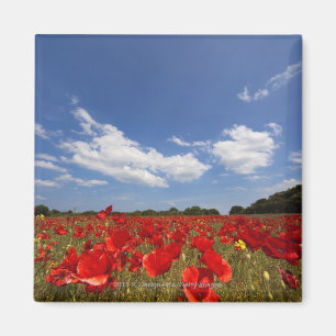 Feld voll der roten Blumen Magnet