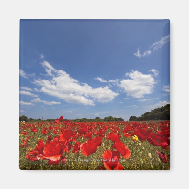 Feld voller roter Blume Magnet (Vorne)