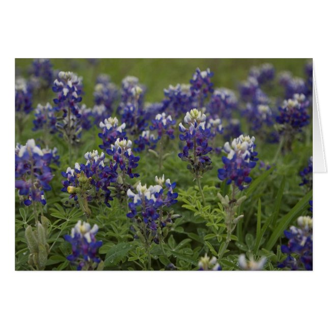 Feld von Bluebonnets (Vorderseite (Horizontal))
