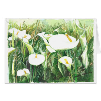 Feld von Calle Lilien