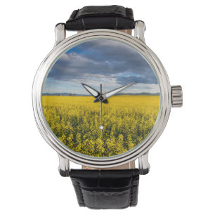 Feld von Canola in spätglattem Abend Armbanduhr