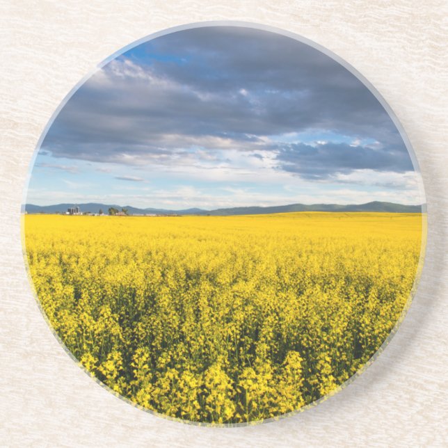 Feld von Canola in spätlichtem Abend Untersetzer (Vorne)