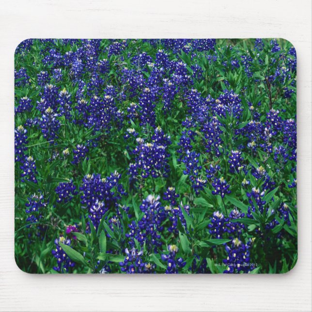 Feld von TexasBluebonnets Mousepad (Vorne)