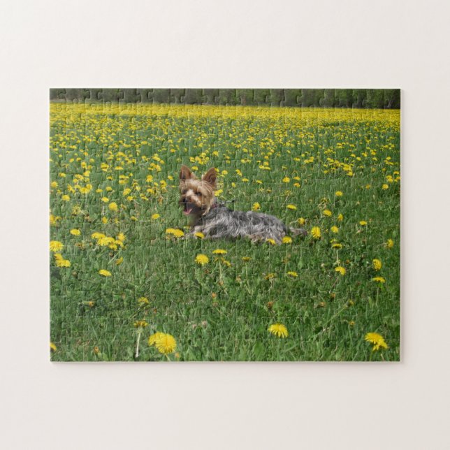 Feld von Yorkie Puzzle (Horizontal)