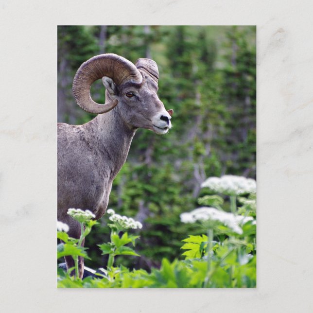 Feldantrieb Postkarte (Vorderseite)