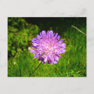 Feldbegabte Postkarte