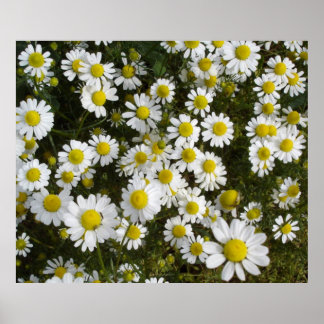 Felddaisy-Liebe-Me-Liebe-Me-Not-Blume Poster