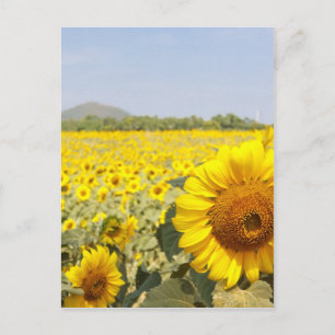 Felder des Goldes Postkarte