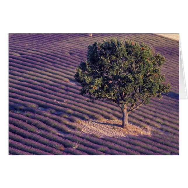 Felder EU, Frankreich, Provence, Lavendel (Vorderseite (Horizontal))