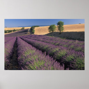 Felder EU, Frankreich, Provence, Lavendel 3 Poster