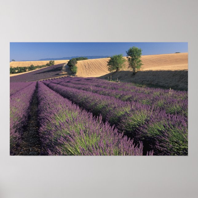 Felder EU, Frankreich, Provence, Lavendel 3 Poster (Vorne)