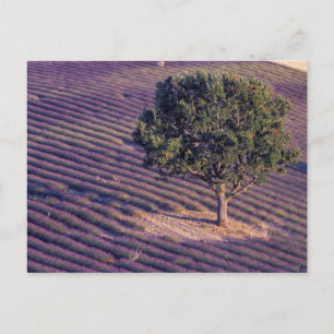 Felder EU, Frankreich, Provence, Lavendel Postkarte