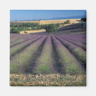 Felder EU, Frankreich, Provence, Lavender 2 Magnet