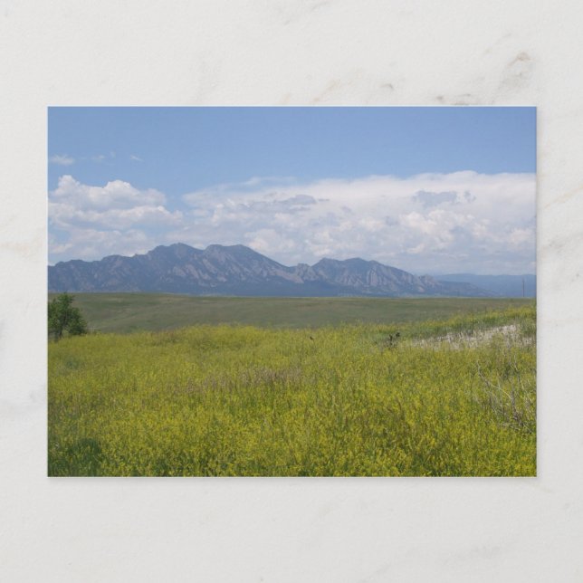 Felder Grün und Gold Postkarte (Vorderseite)