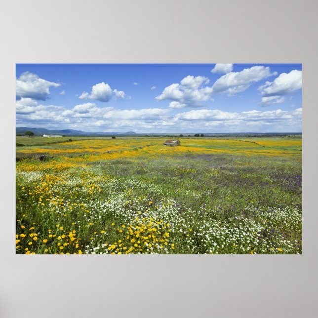 Felder in Springtime bei Guadalupe Poster (Vorne)