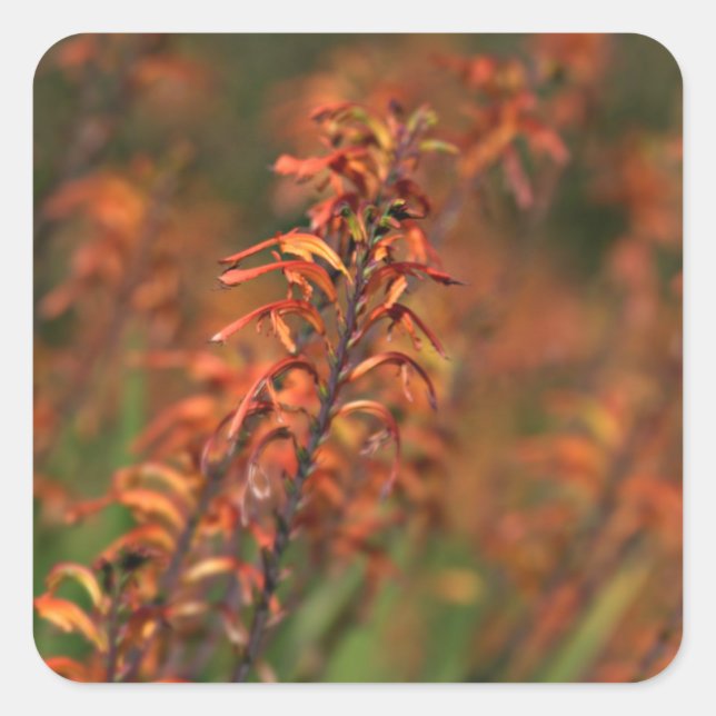 Felder von Orange Agave Quadratischer Aufkleber (Vorderseite)