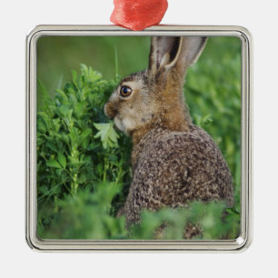 Feldhase, Lepus europaeus, Jungtier beim Fressen, Ornament Aus Metall