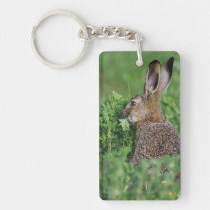 Feldhase, Lepus europaeus, Jungtier beim Fressen, Schlüsselanhänger