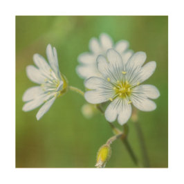 Feldkichkraut Holzdruck