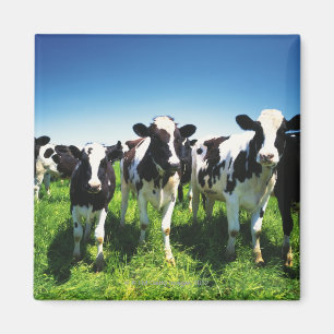 Feldkühe, Stadt Betsukai, Hokkaido Magnet