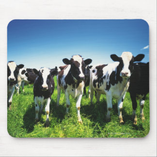 Feldkühe, Stadt Betsukai, Hokkaido Mousepad